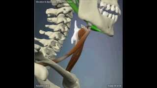 Elevation and Depression of The Hyoid Bone [upl. by Woodring374]