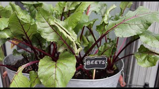 Growing Beets in Containers  Fall Balcony Garden [upl. by Lynnett]