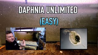 How I Raise Daphnia Water Fleas And You Can Too [upl. by Namas653]