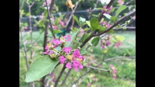 What Happens To A Barbados Cherry After Being Planted [upl. by Dierdre]