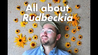 An Indepth Guide to Rudbeckia BlackEyed Susan [upl. by Iruj]