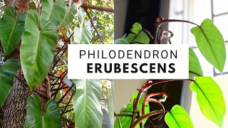 Philodendron erubescens  care and propagation [upl. by Disario251]