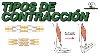 Tipos de Contracción Muscular  Concéntrica excéntrica e isométrica [upl. by Sacttler273]