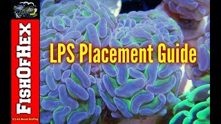 Beginner Guide To LPS Placement In A Reef Tank [upl. by Alyosha]