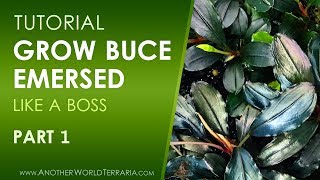 Grow Buce Emersed Like a Boss  Part 1 [upl. by Kcarb432]