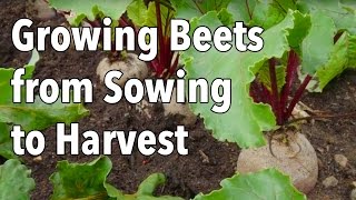 Growing Beets from Sowing to Harvest [upl. by Amikan574]