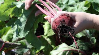 How To Harvest Beets [upl. by Kariv767]