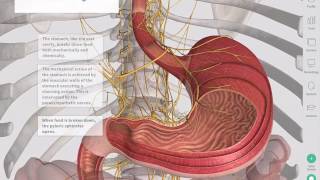 The GastroIntestinal Tract  Complete Anatomy [upl. by Annyl]