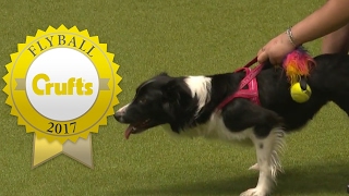 Flyball  Team Finals  Crufts 2017 [upl. by Mazlack]