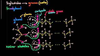 Estructura molecular de los triglicéridos grasas  Biología  Khan Academy en Español [upl. by Notniv]