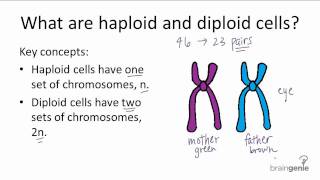 521 Haploid v Diploid [upl. by Yellas841]