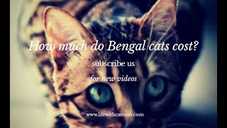 How much do Bengal cats cost [upl. by Speroni]