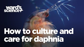 Caring and Culturing for Daphnia [upl. by Eichman]