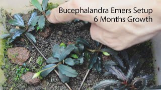 Bucephalandra Emersed Setup amp 6 Months Growth [upl. by Aihsiyt]