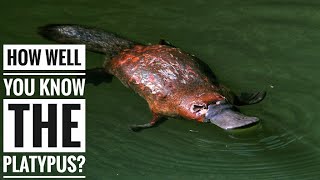 Platypus  Description Characteristics and Facts [upl. by Jordanson227]