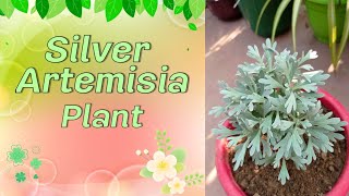 Silver artemisia plant care amp propagation [upl. by Austina]