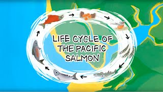 Life Cycle of the Pacific Salmon [upl. by Pickering]