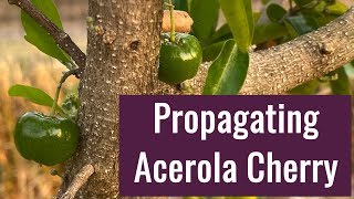 Acerola Cherry Barbados Cherry Propagation [upl. by Karsten]