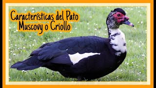 Caracteristicas del Pato Muscovy  criollo [upl. by Hach]