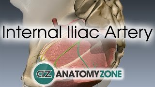 Internal Iliac Artery [upl. by Emerson]