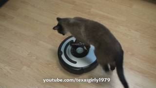 Cat shows HOW TO use iRobot Roomba Vacuum [upl. by Emmons]