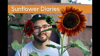 Sunflower Diaries • Growing Different Varieties amp Seed Collecting [upl. by Ender]