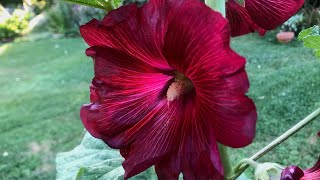 How To Grow Hollyhocks from Seed  Seed to Flowers [upl. by Harret56]