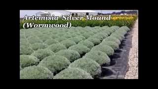 Best Perennials  Artemisia Silver Mound Wormwood [upl. by Zohar]