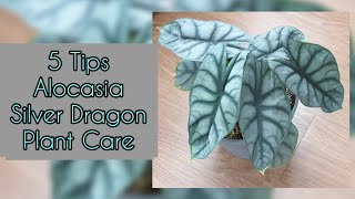 5 Tips Alocasia Silver Dragon Plant Care [upl. by Bobinette843]