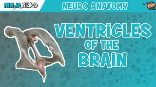 Ventricles of the Brain  Anatomy Model [upl. by Tarsus601]