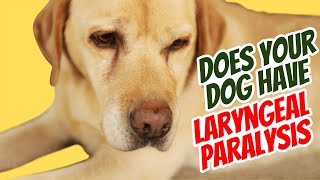 Laryngeal Paralysis Sounds and Natural Remedies [upl. by Vaenfila478]