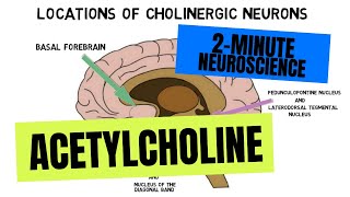 2Minute Neuroscience Acetylcholine [upl. by Madra]