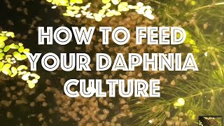 How To Feed Your Daphnia Culture [upl. by Yrffej346]