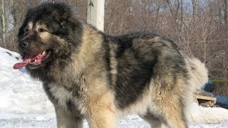 Caucasian Shepherd  The King Of Dogs [upl. by Alwin]