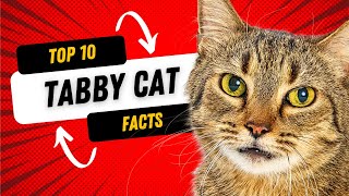 Tabby Cats 101 Top 10 Facts About Tabby Cats [upl. by Leicester]