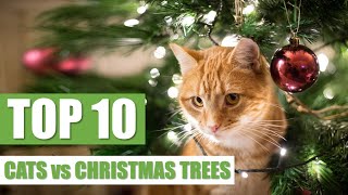 TOP 10 CATS vs CHRISTMAS TREES [upl. by Hajan706]