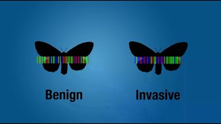 DNA Barcoding [upl. by Irret]