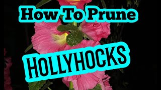 How to prune hollyhocks [upl. by Goldner]