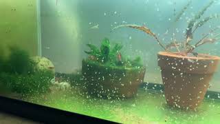 Daphnia Culturing Snails or no snails [upl. by Flowers]