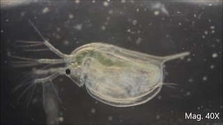 Daphnia magna under the Microscope [upl. by Humfrey434]