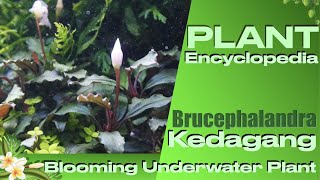 Bucephalandra Kedagang [upl. by Oina]