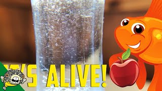 How to culture Vinegar Eels The EASY Way Live Fish Food [upl. by Daisi]