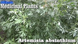 ⟹ WORMWOOD Artemisia absinthium 🌿 BE CAREFUL [upl. by Yrtnahc]