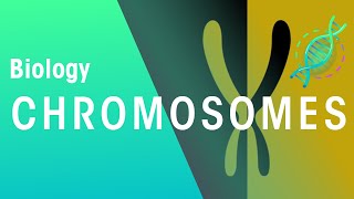 What Are Chromosomes  Genetics  Biology  FuseSchool [upl. by Susann]