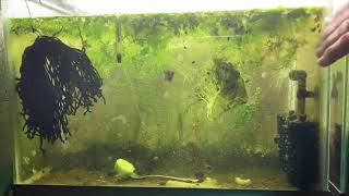 Scuds Daphnia Cherry Shrimp Copepods My aquatic food culture [upl. by Airdnaed]