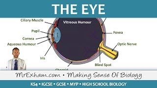 The Eye  GCSE Biology 91 [upl. by Galateah400]