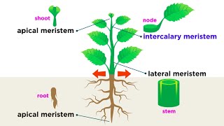 Types of Plant Cells [upl. by Reaht]