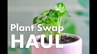 Plant Swap • Houseplant Haul [upl. by Anailil]