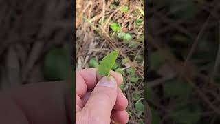 Gotu Kola And Pennywort [upl. by Keefer]