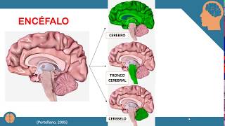 ORGANIZACIÓN DEL SISTEMA NERVIOSO EXPLICADO FACIL PSICOLOGIA [upl. by Ellehsar57]